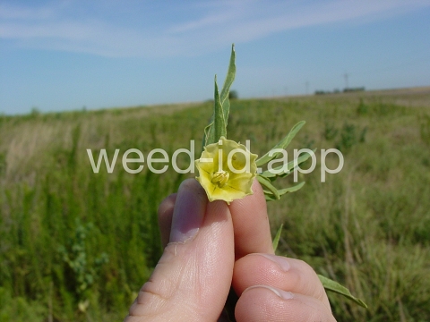 groundcherry, longleaf